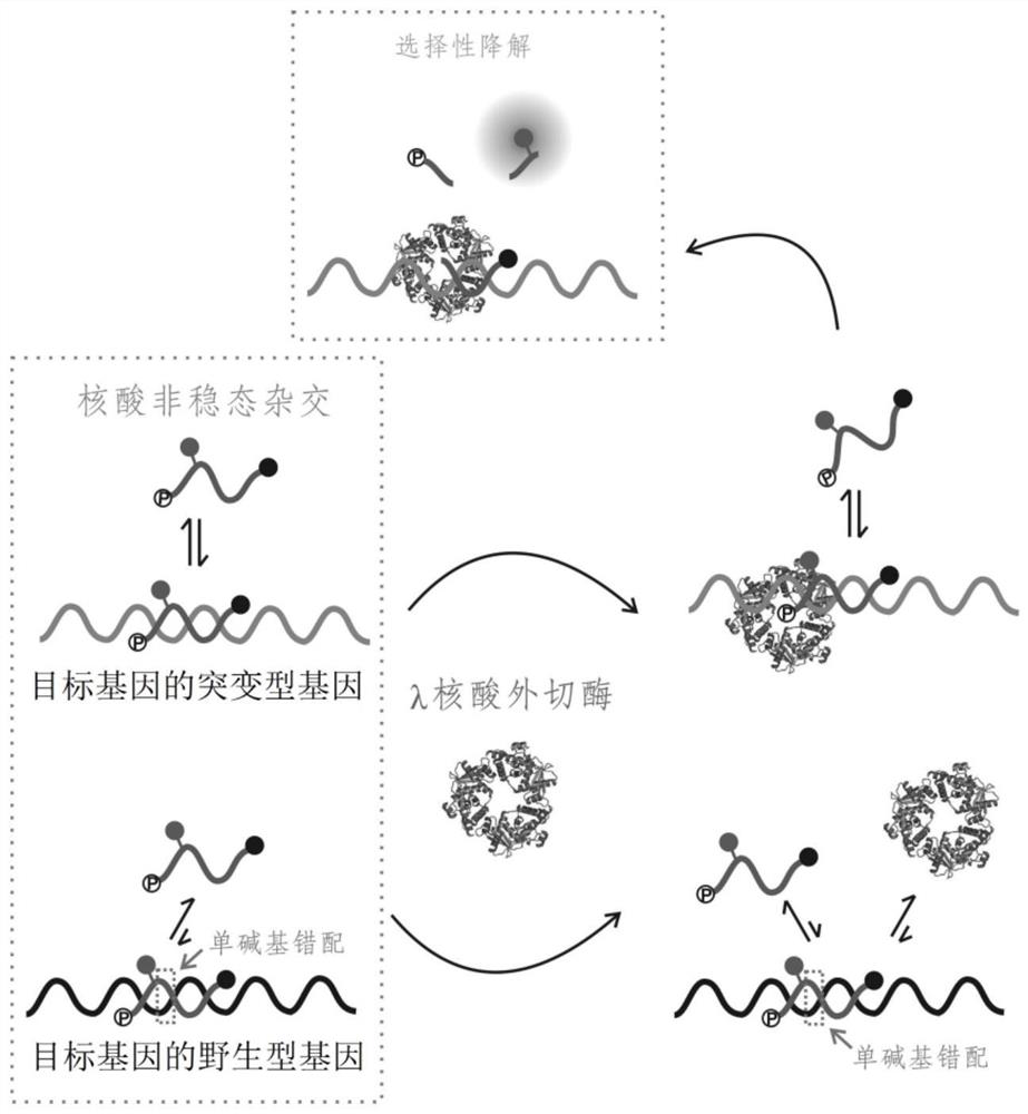 A method for detecting single base mutation