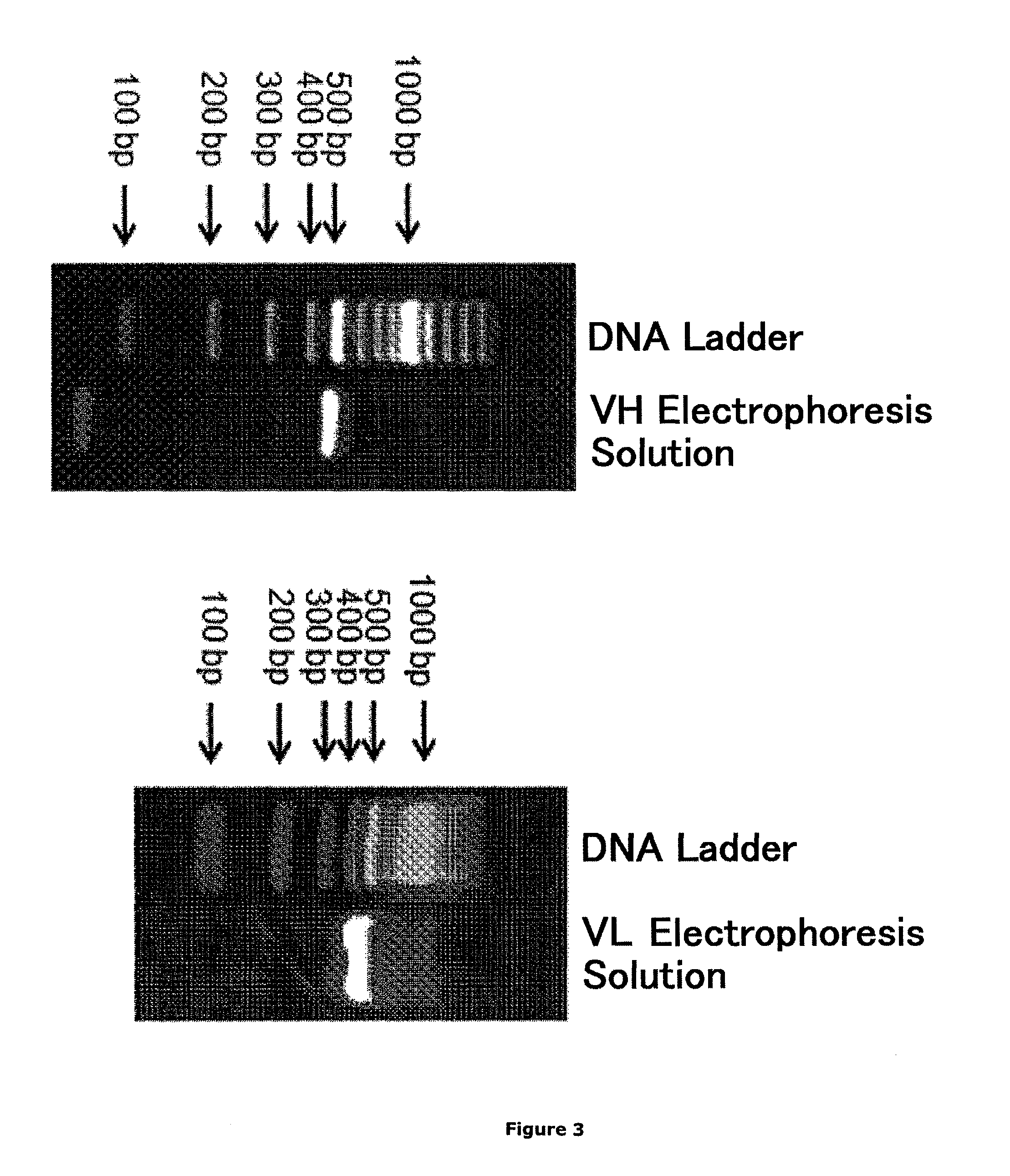 Monoclonal antibody against oxidized low-density lipoprotein