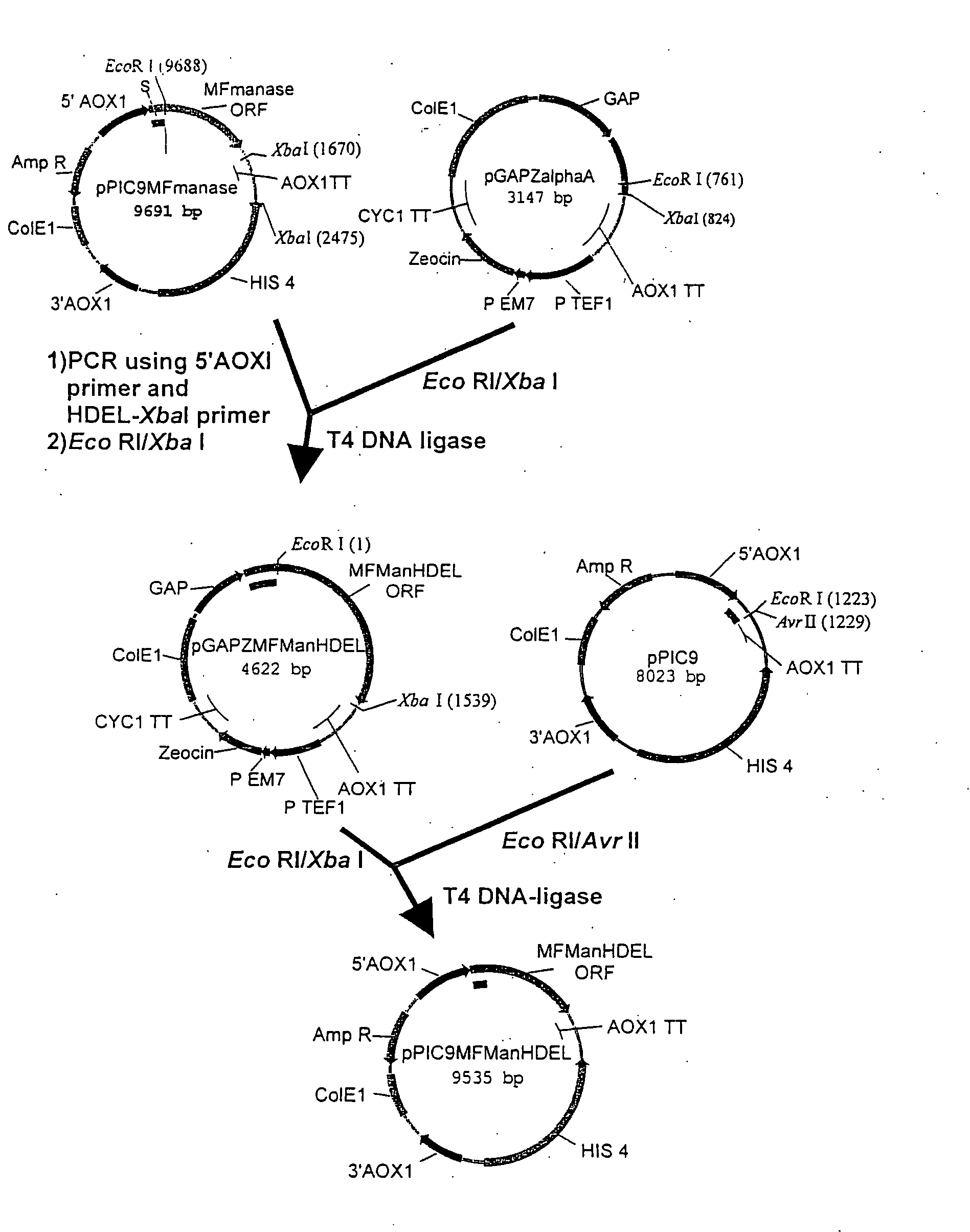 Protein glycosylation modification in methylotrophic yeast