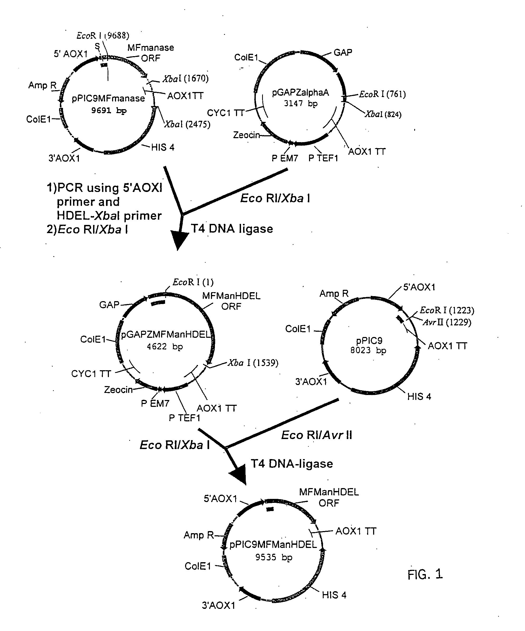 Protein glycosylation modification in methylotrophic yeast