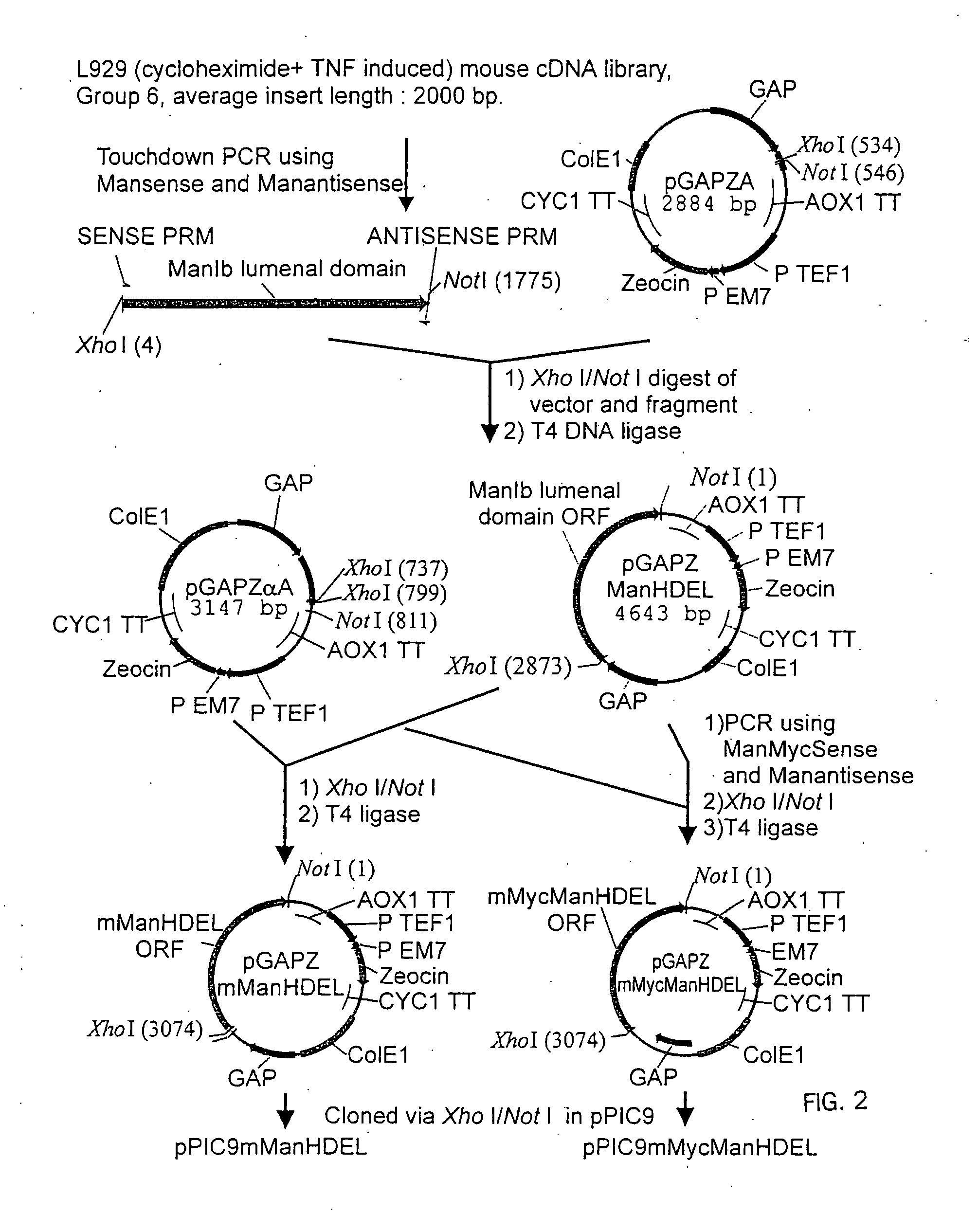 Protein glycosylation modification in methylotrophic yeast