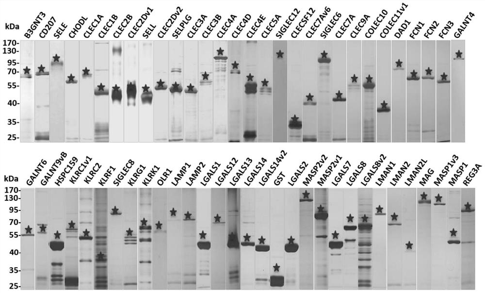 Human lectin/human lectin-like chip for glycosylation detection and preparation method thereof