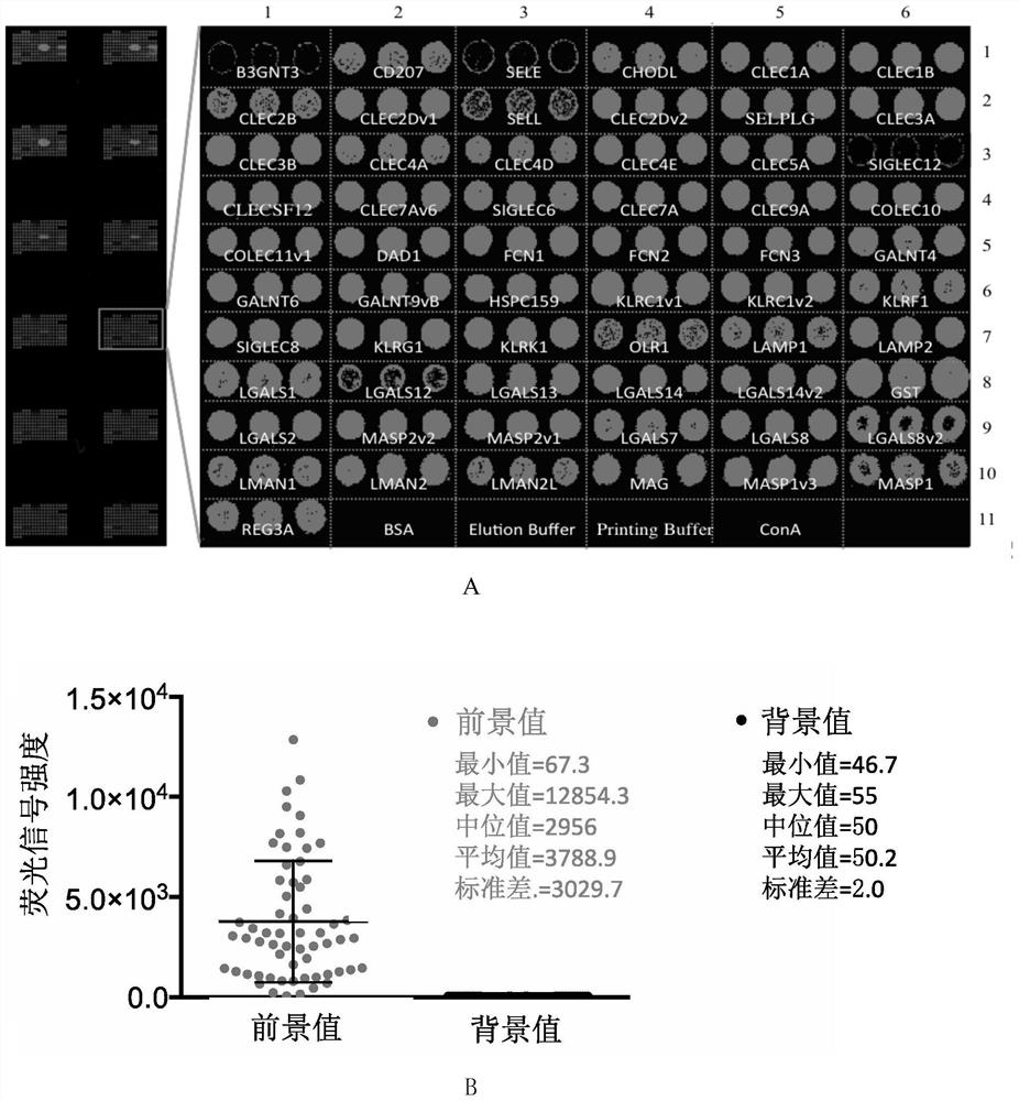 Human lectin/human lectin-like chip for glycosylation detection and preparation method thereof