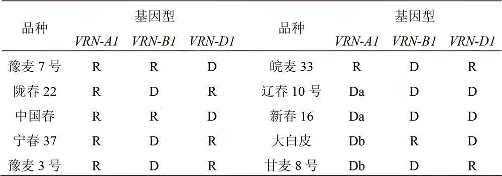 Polymerase chain reaction (PCR) system for identification or auxiliary identification of wheat vernalization gene VRN-1