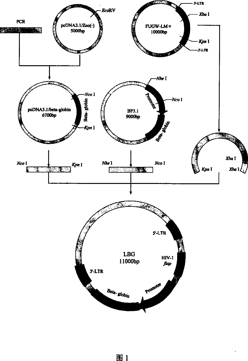 Method for preparing beta IVS-II-654 transgene mouse model carrying human beta globin gene