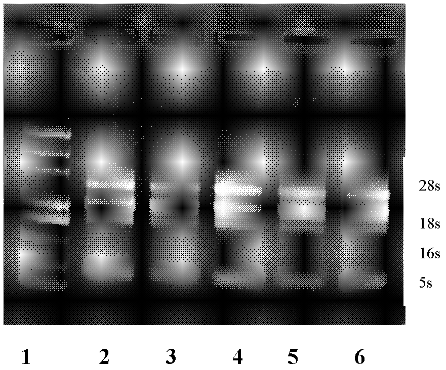 Triticum aestivum farnesyl phosphate synthase (TaFPS) gene as well as isolation colonizing and enzyme activity measuring method thereof