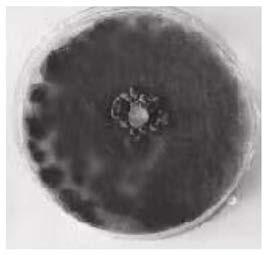 High-temperature-resistant Aspergillus fumigatus 23# and application thereof