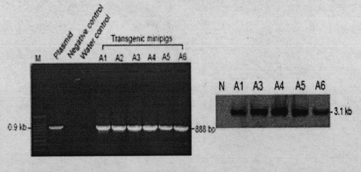 Hyperlipemia transgenic miniature pig and preparation method thereof