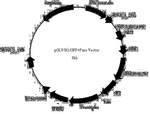 Recombinant lentivirus-based vector for implementing RNA (Ribose Nucleic Acid) interference aiming at FLG (filaggrin) gene and preparation of recombinant lentivirus-based vector