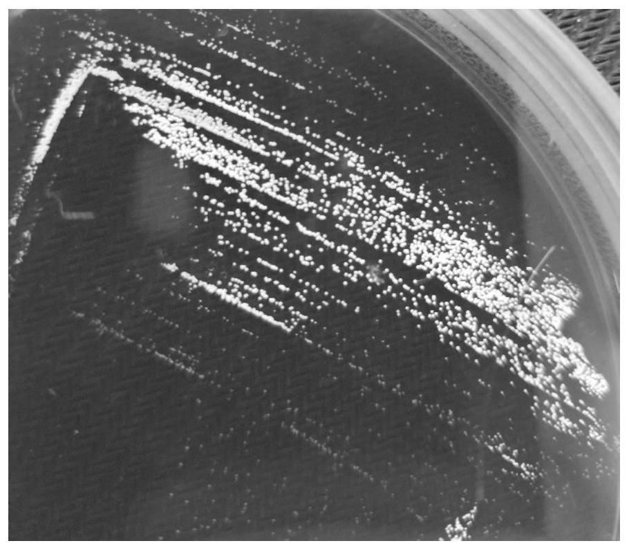 A kind of highly organic sulfur-tolerant Thioalkali halophilus and its cultivation method and application in biological desulfurization