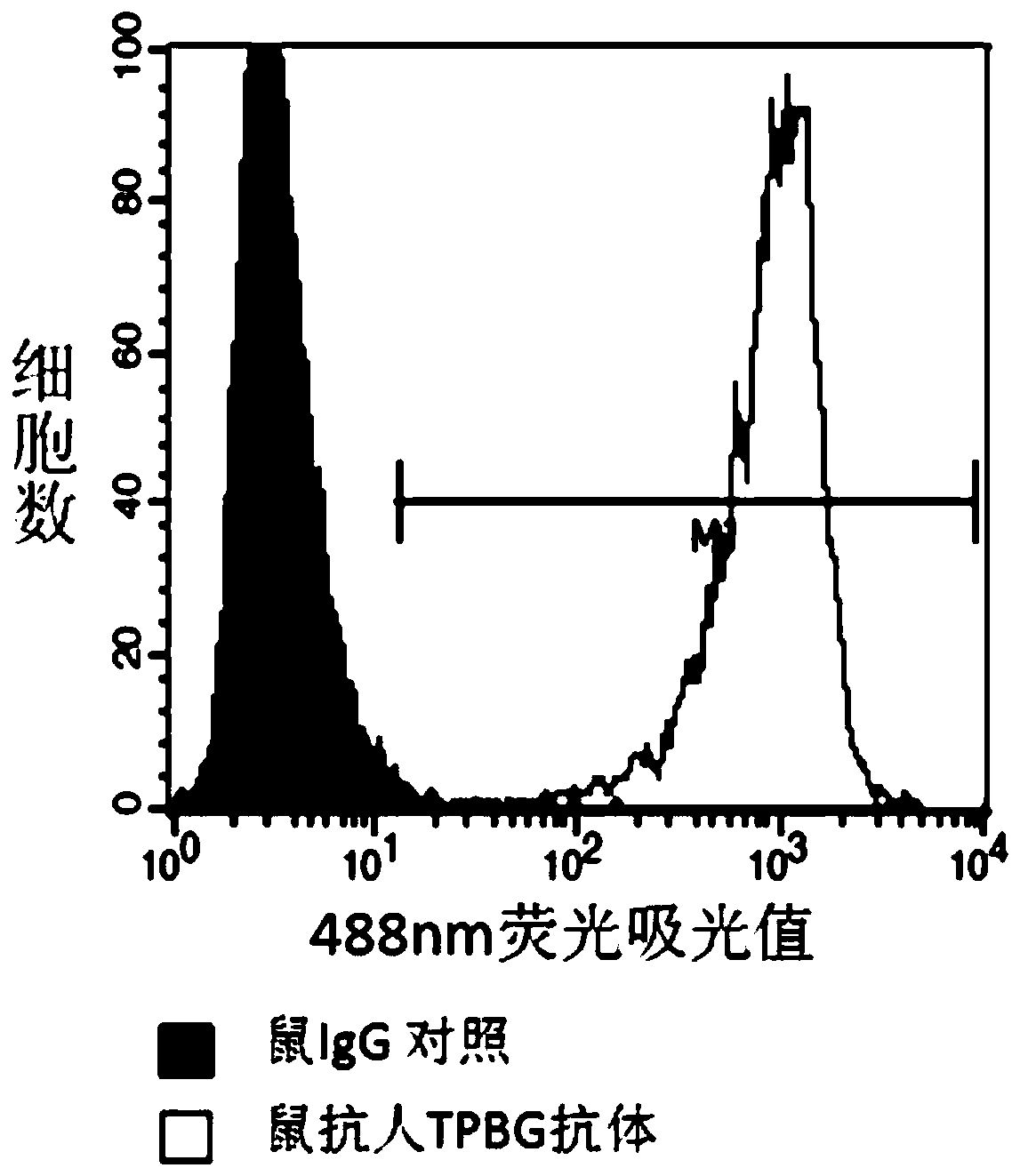 A kind of TPBG antibody and its preparation method, its conjugate and application