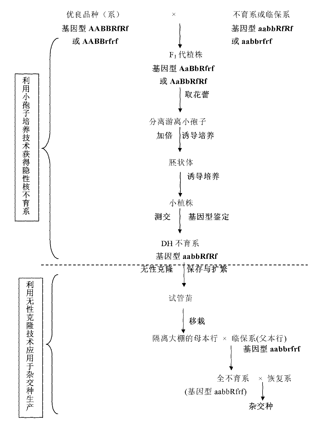 Method for selecting and breeding Brassica napus recessive genic-male-sterile line through microspore culture technology and cloning technology