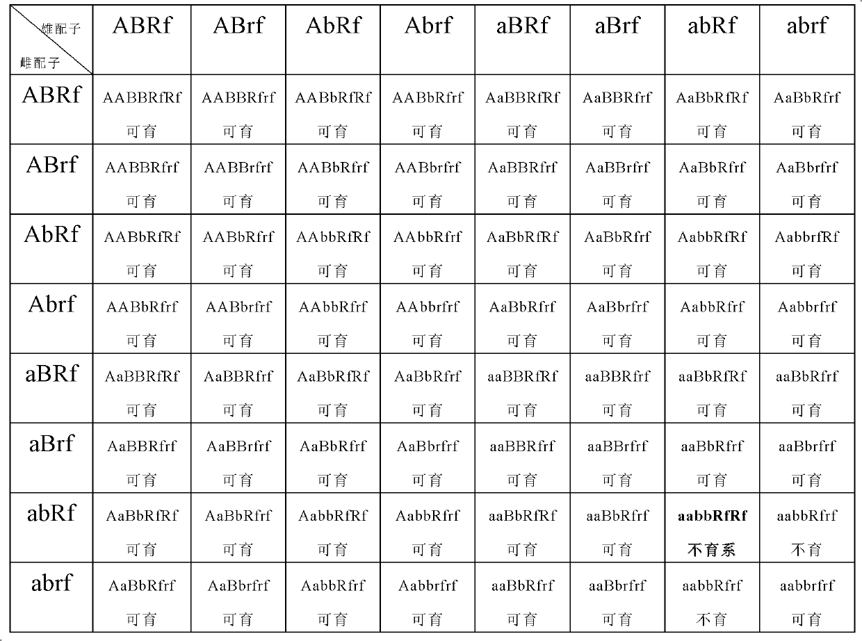 Method for selecting and breeding Brassica napus recessive genic-male-sterile line through microspore culture technology and cloning technology