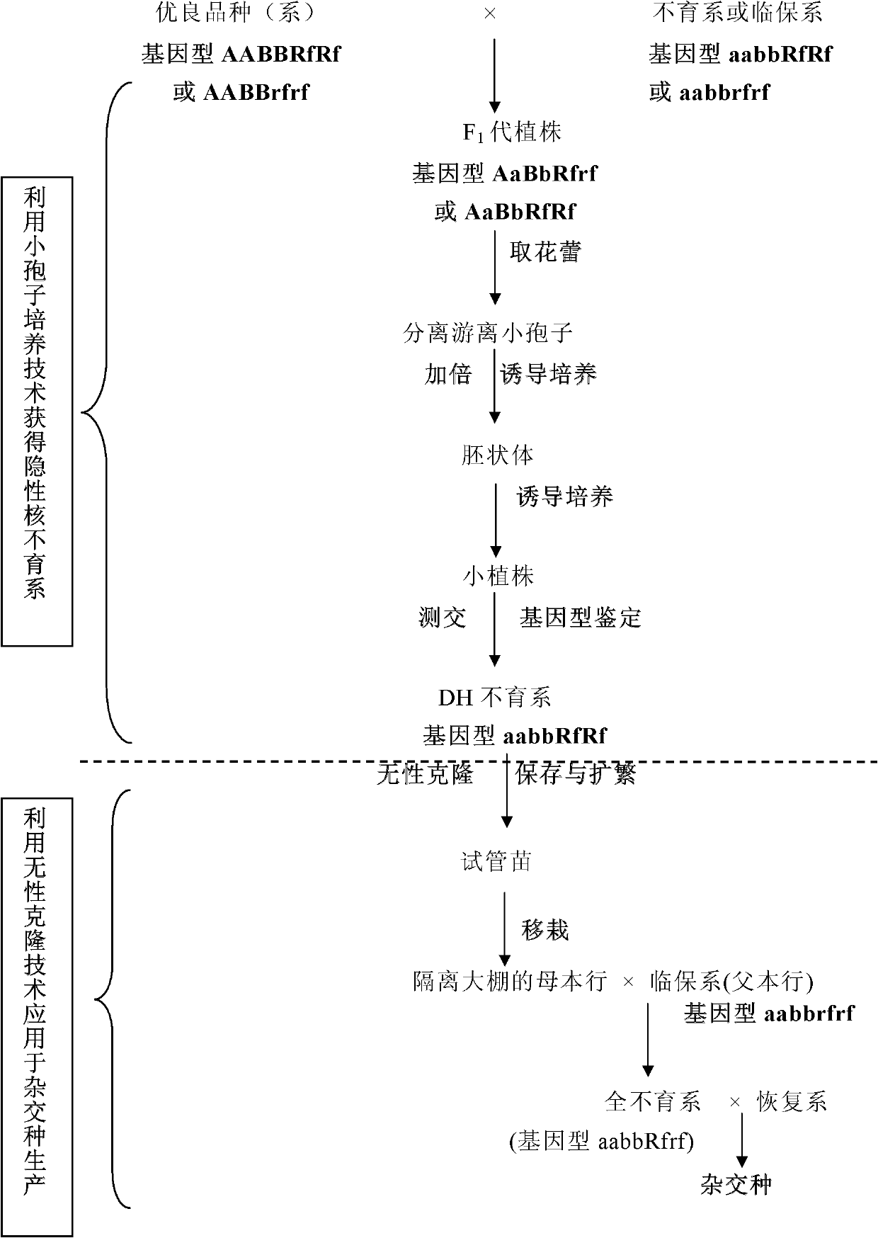 Method for selecting and breeding Brassica napus recessive genic-male-sterile line through microspore culture technology and cloning technology