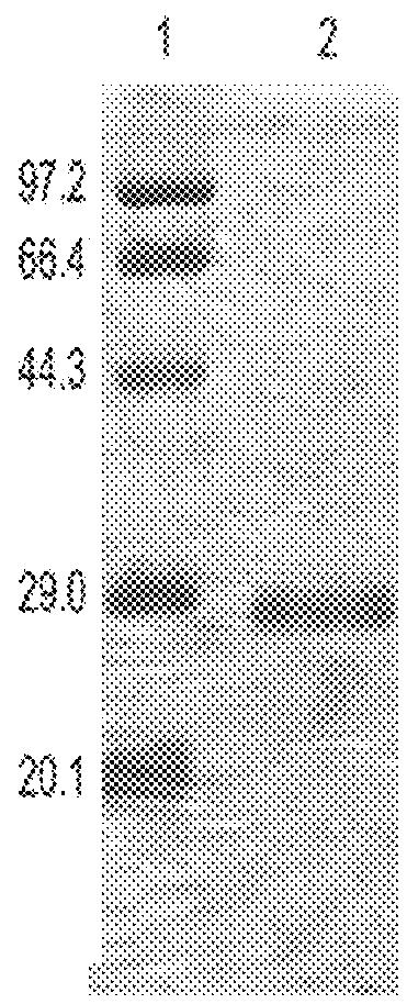 Lung-targeting nanobodies against pulmonary surfactant protein A and their preparation