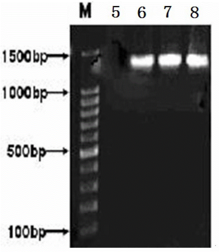 Method for efficiently extracting underground water microbial DNA for PCR amplification