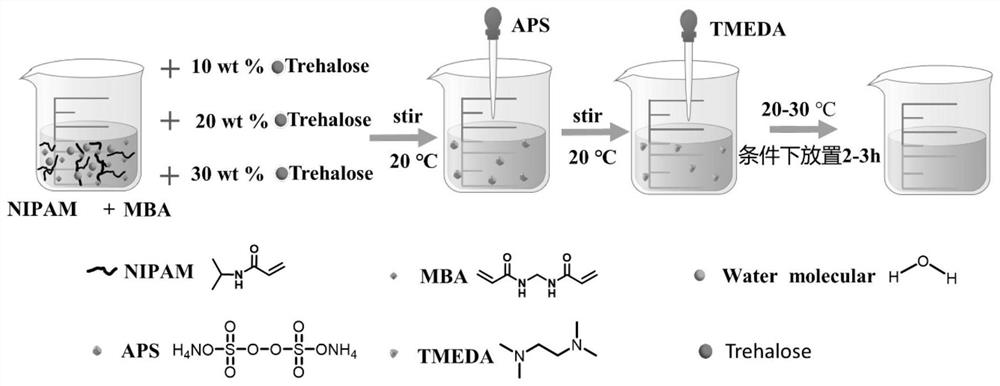 Synthetic method and application of trehalose modified PNIPAm temperature-sensitive intelligent hydrogel