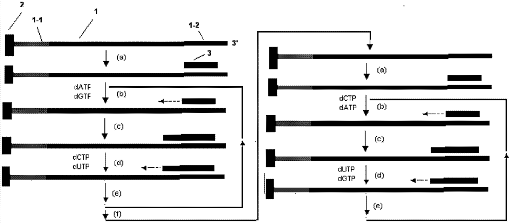 Decoding and sequencing method by real-time synthesis of two nucleotides into deoxyribonucleic acid (DNA)