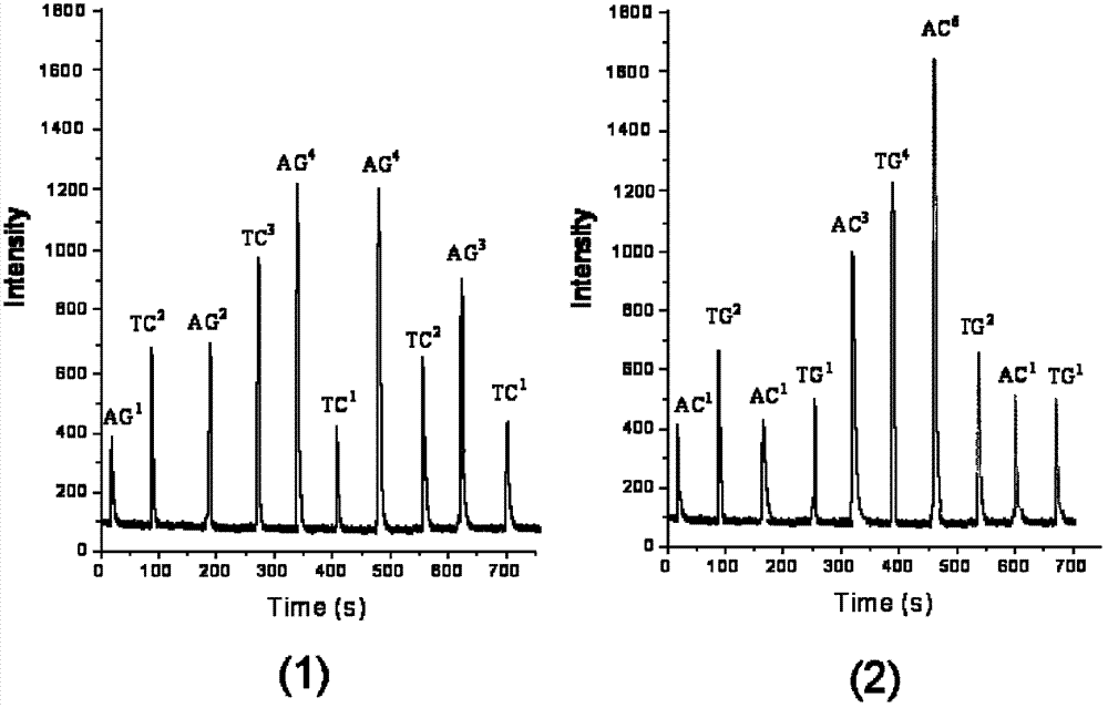 Decoding and sequencing method by real-time synthesis of two nucleotides into deoxyribonucleic acid (DNA)