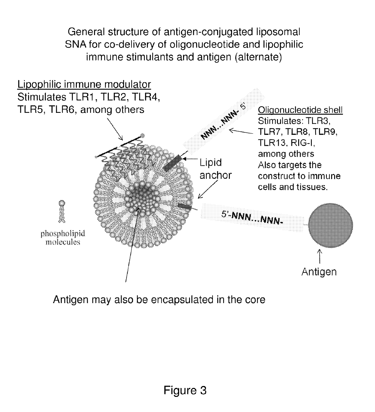 Multivalent delivery of immune modulators by liposomal spherical nucleic acids for prophylactic or therapeutic applications