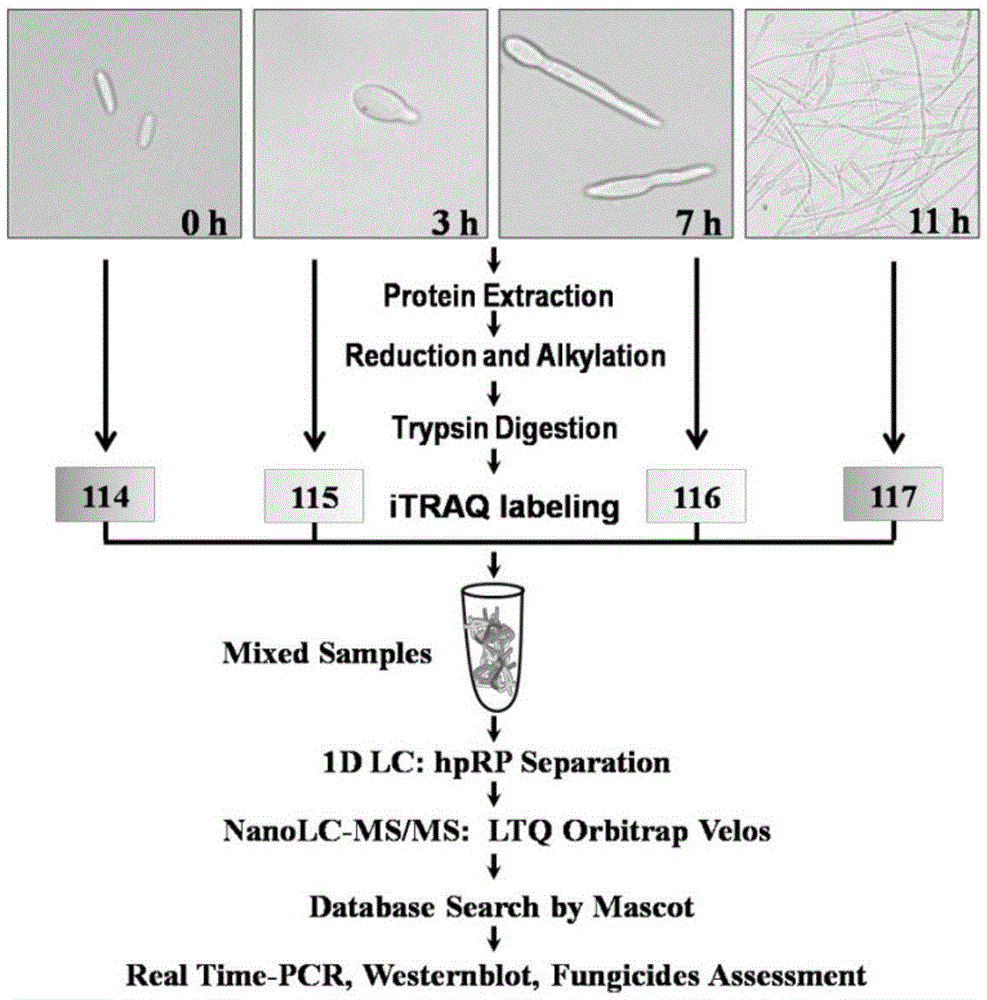 Biological agent and method for preventing and controlling banana wilt