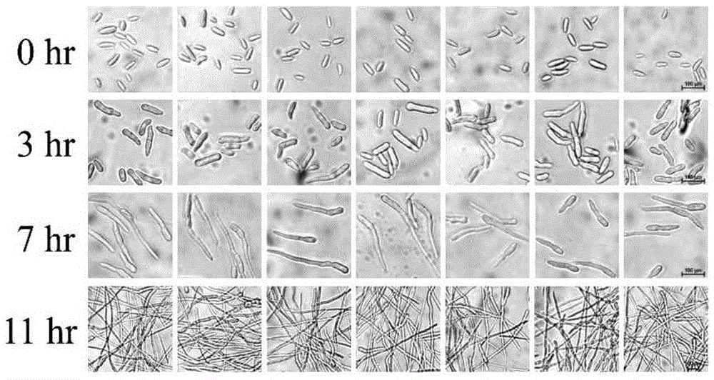 Biological agent and method for preventing and controlling banana wilt