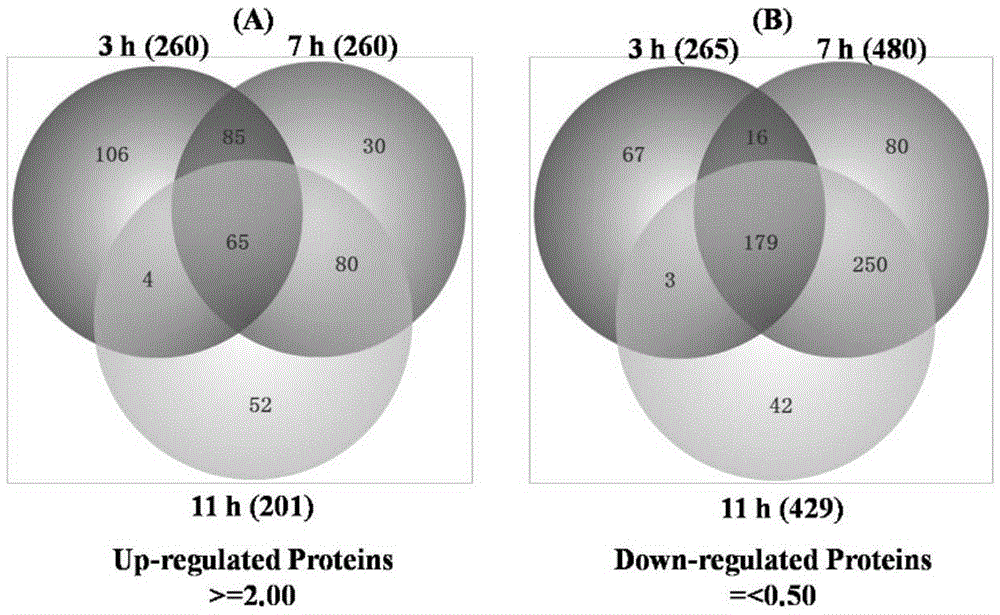 Biological agent and method for preventing and controlling banana wilt