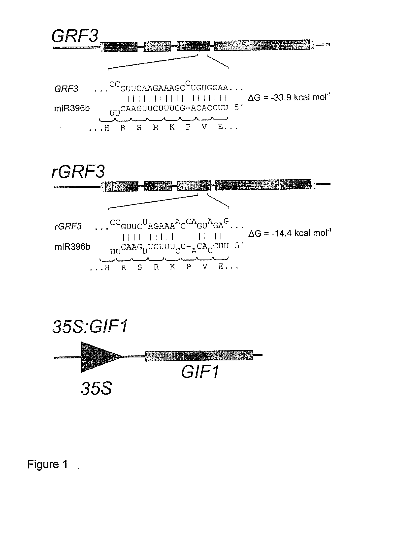 GRF3 Mutants, Methods and Plants