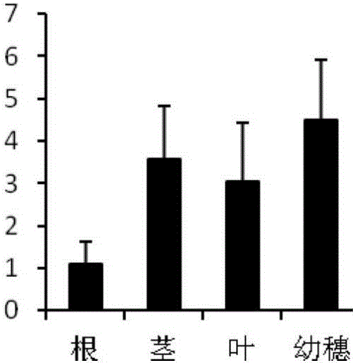 Application of rice FAH gene in rice fertility control