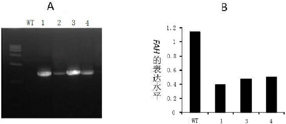 Application of rice FAH gene in rice fertility control