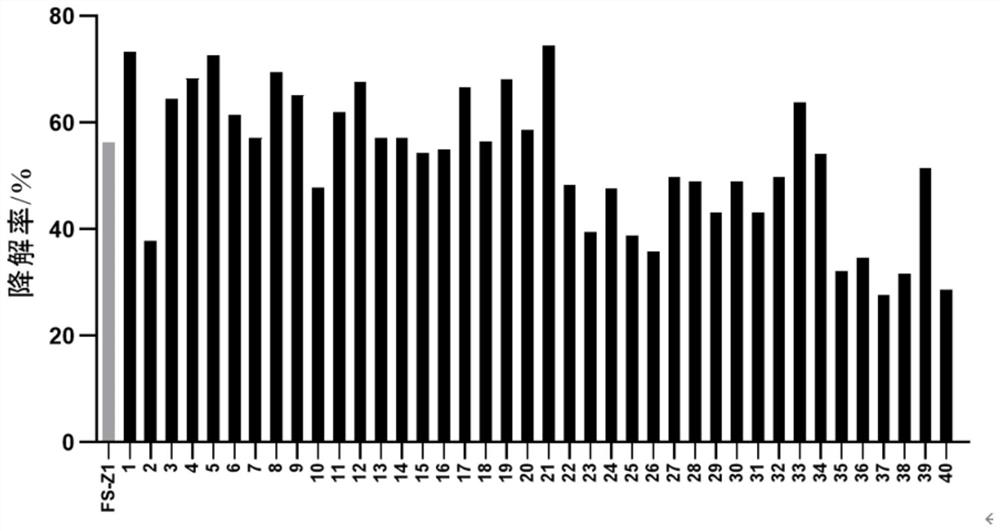 Aspergillus niger strain and application thereof in ochratoxin A degradation