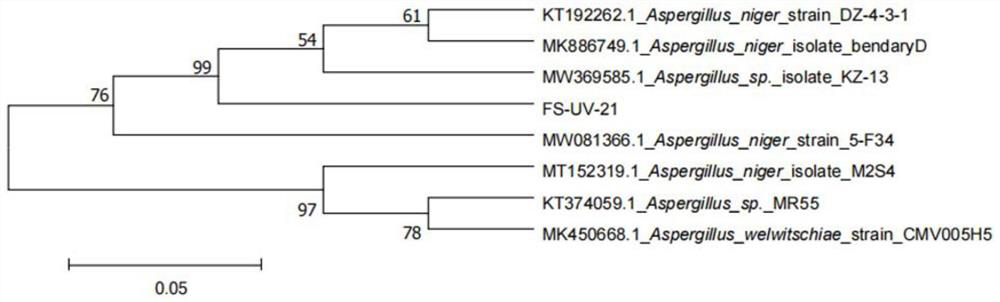 Aspergillus niger strain and application thereof in ochratoxin A degradation