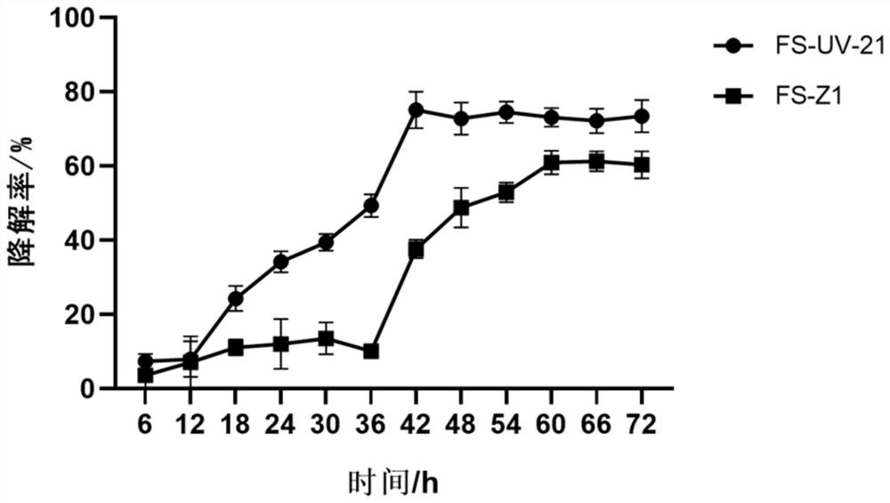 Aspergillus niger strain and application thereof in ochratoxin A degradation