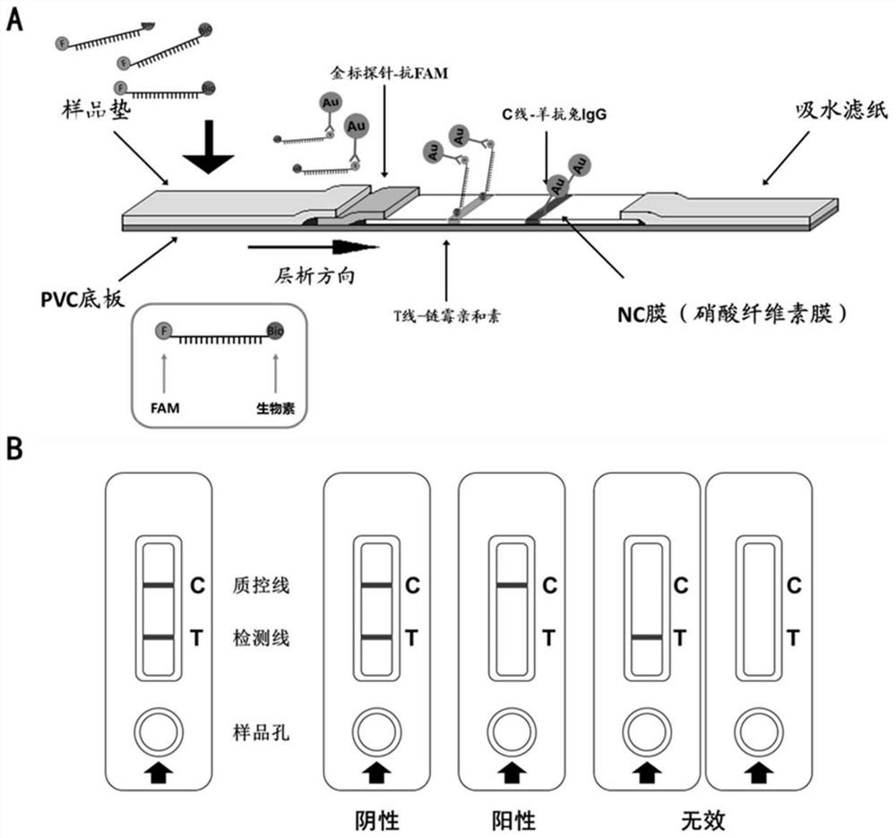 Line eliminating method immunochromatography test paper and application thereof in CRISPR nucleic acid test