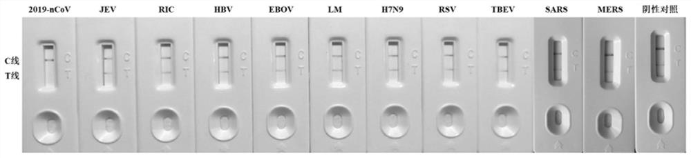 Line eliminating method immunochromatography test paper and application thereof in CRISPR nucleic acid test