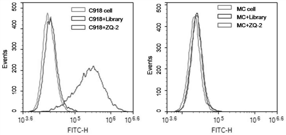 Nucleic acid aptamer ZQ-2 targeting human highly invasive choroidal melanoma and application of nucleic acid aptamer ZQ-2