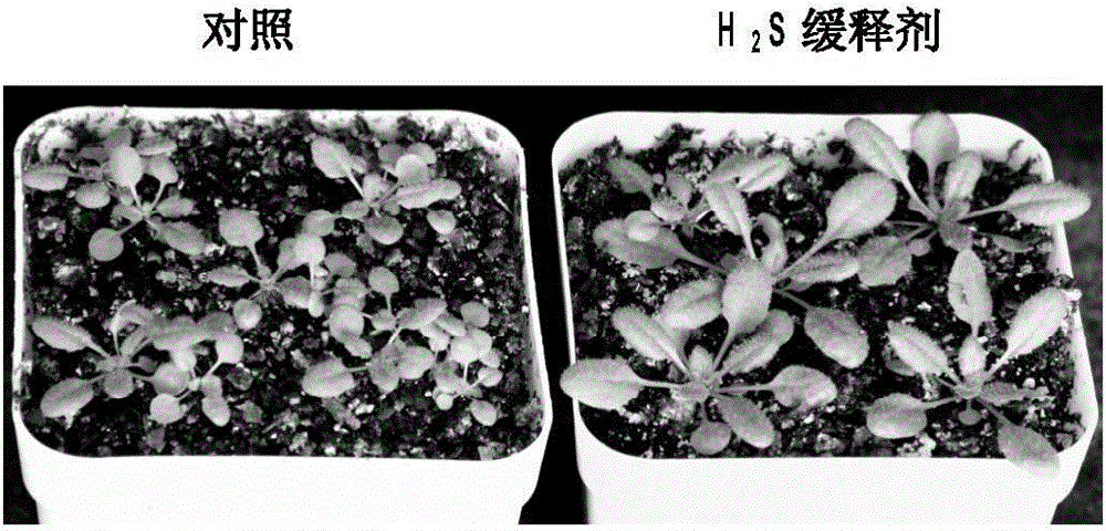 Hydrogen sulfide slow-release inhibitor as well as preparation method and application thereof