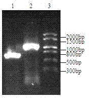 Fish broad-spectrum vibrio subunit vaccine and preparation method