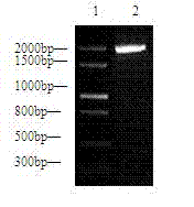 Fish broad-spectrum vibrio subunit vaccine and preparation method