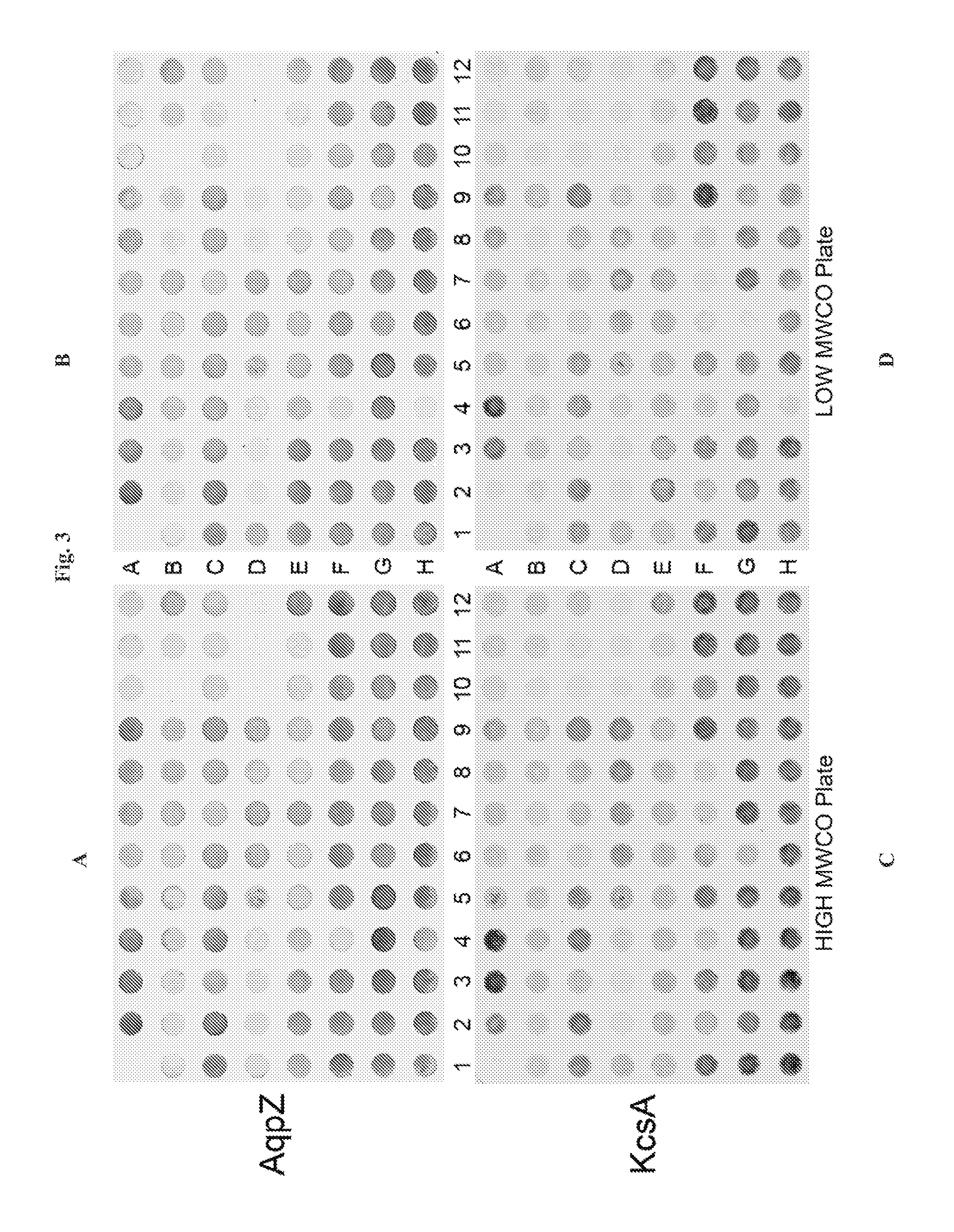 Compositions and methods for membrane protein detergent stability screen