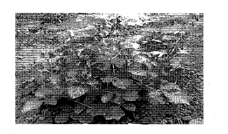 Natural hybridization seed-production method of triploid radix salvia miltiorrhizae using purple gene as label character