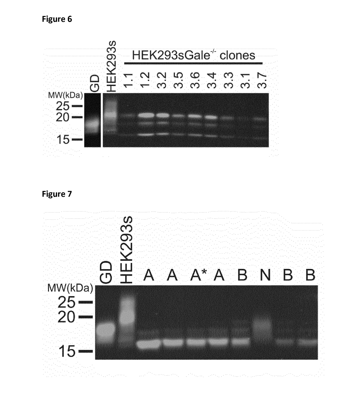 Cells producing glycoproteins having altered n- and o-glycosylation
patterns and methods and use thereof