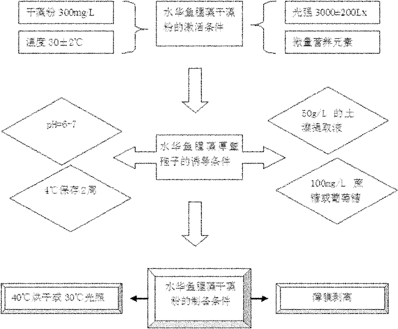 Induction technology of anabaena flosaquae chlamydospore and preparation method of dry algae powder thereof