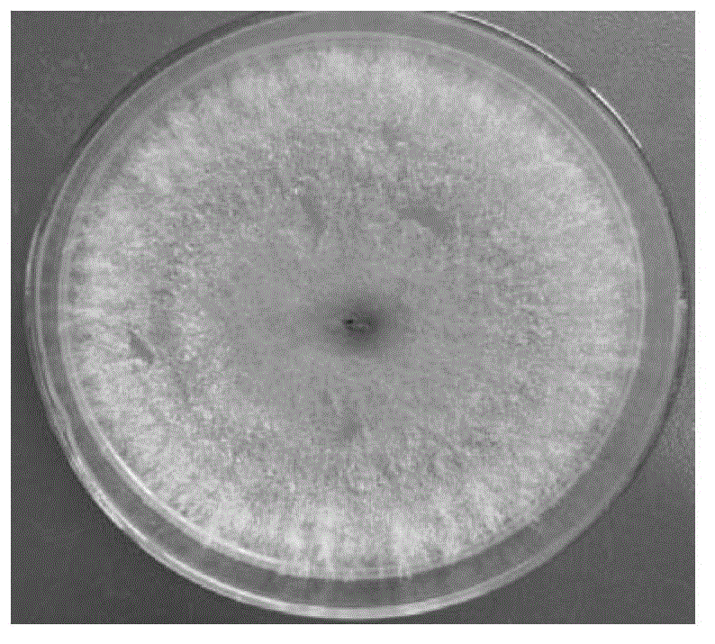 Trichoderma harzianum strain and application in prevention and control of phytophthora capsici Leonian thereof