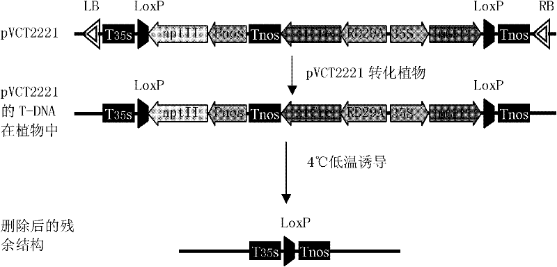 Recombinase gene, binary expression vector, construction method for recombinase gene and binary expression vector, and application of binary expression vector