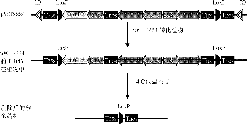 Recombinase gene, binary expression vector, construction method for recombinase gene and binary expression vector, and application of binary expression vector