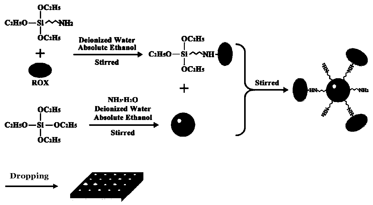 A sio for detecting malachite green  <sub>2</sub> Preparation method of @rox nanoparticle fluorescent probe array