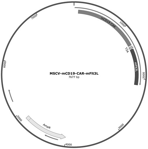 Engineered immune cells and uses thereof