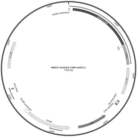 Engineered immune cells and uses thereof