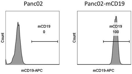 Engineered immune cells and uses thereof